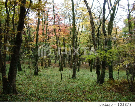秋の森 103878