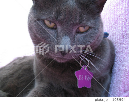 何や用かい 何や用かい 103994