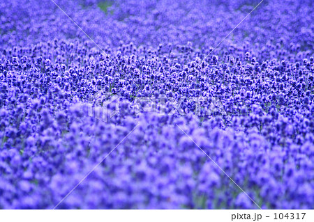 夢幻畑 夢幻畑 104317