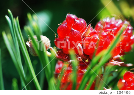 なわしろいちご 104406