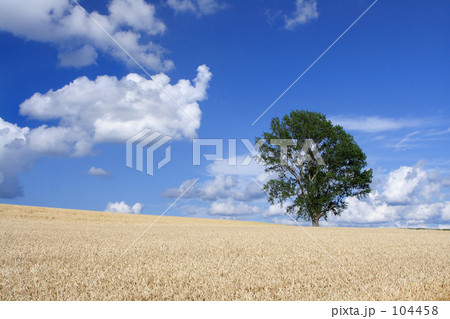 哲学の木 哲学の木 104458