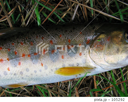 パーマークと朱点 105292