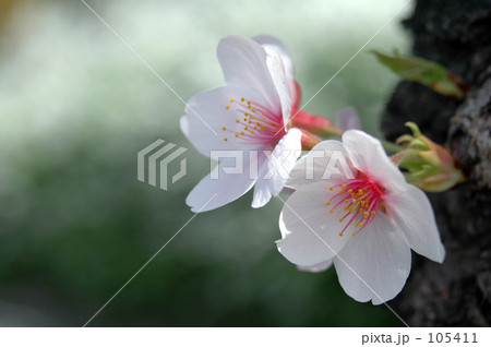 桜二厘 桜二厘 105411