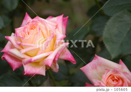 rose022 105605