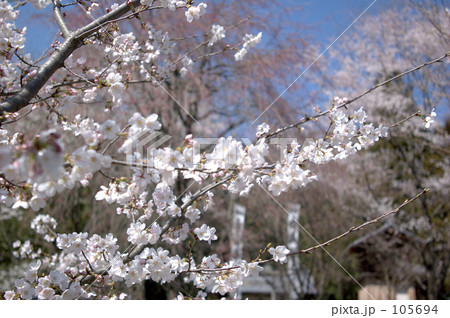 sakura04 105694