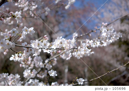 sakura06 105696