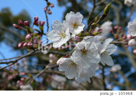 桜4 桜4 105968