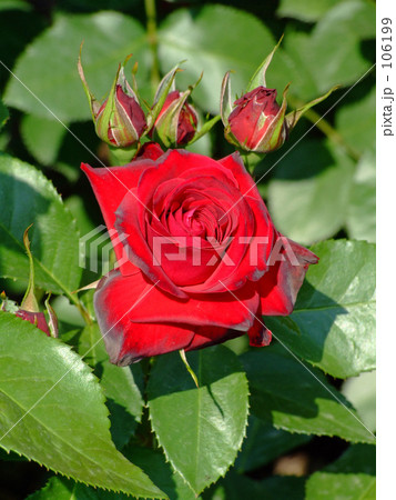 バラとツボミ 106199