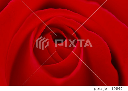 薔薇18 106494