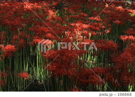 マンジュシャゲ乱舞 106668