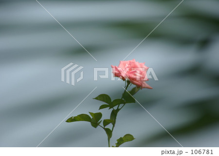 Pink Flower 106781