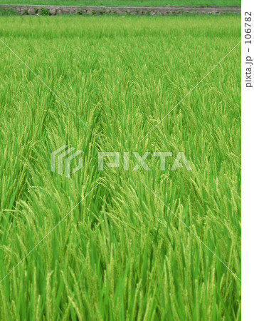 収穫時期は？ 106782