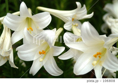 テッポウユリ 20070609_039 テッポウユリ 20070609_039 106808