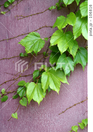 ツタ 20070623_167 ツタ 20070623_167 106816