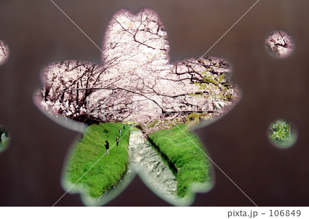 桜の中の桜 106849