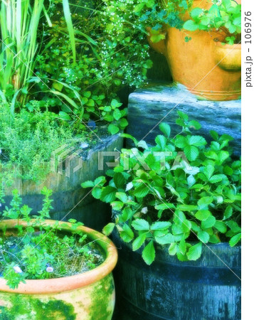 GARDEN 106976