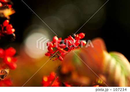 夕暮れのヤブテマリ 夕暮れのヤブテマリ 107234