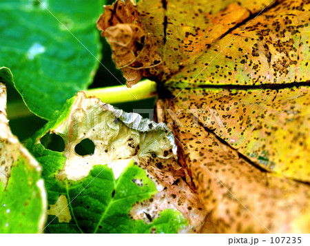 朽ちていく葉 107235