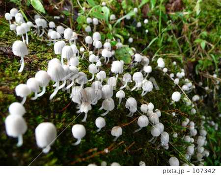 きのこと苔 107342