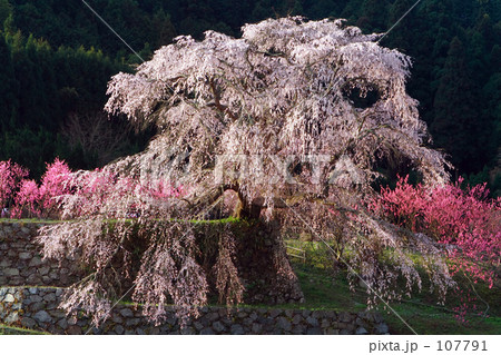 又兵衛桜 又兵衛桜 107791