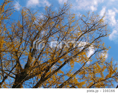 散り往くイチョウ 108166