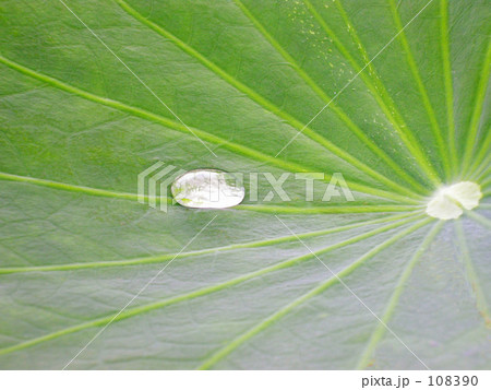 初夏の雫 初夏の雫 108390