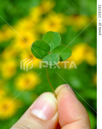クローバー クローバー 108392