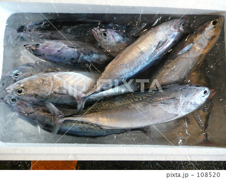 漁港のカツオ(ソウダガツオ) 漁港のカツオ(ソウダガツオ) 108520