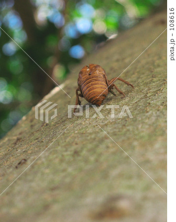 セミの抜け殻 108616