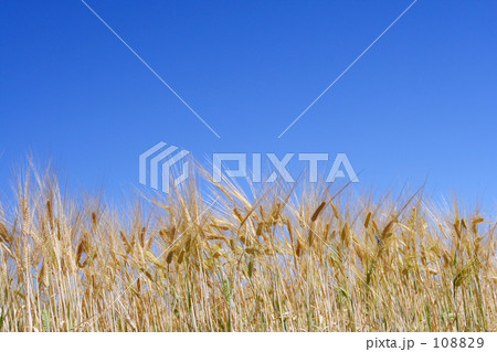 大麦畑 大麦畑 108829