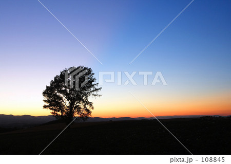 哲学の木　夕暮れ 108845