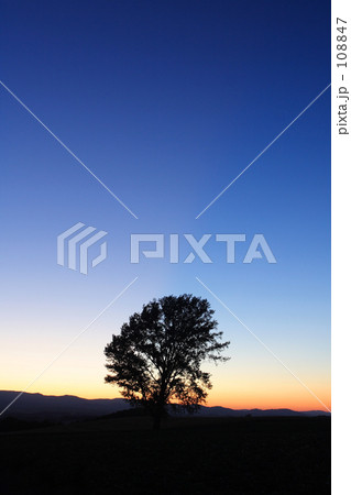 哲学の木　夕暮れⅡ 108847