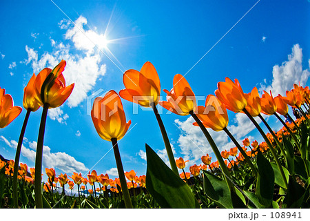 春の息吹 春の息吹 108941