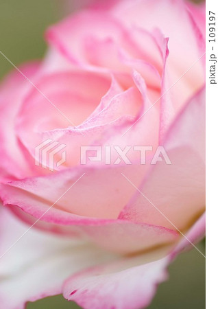 ピンクのバラの花 ピンクのバラの花 109197