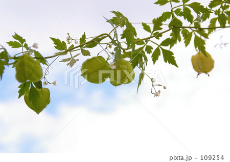 連なる風船の実 109254