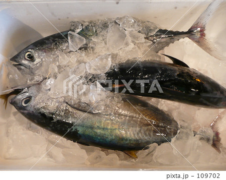 漁港のカツオ（ソウダガツオ） 109702