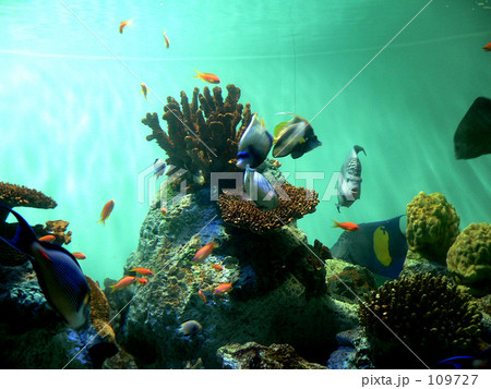 水族館２ 109727
