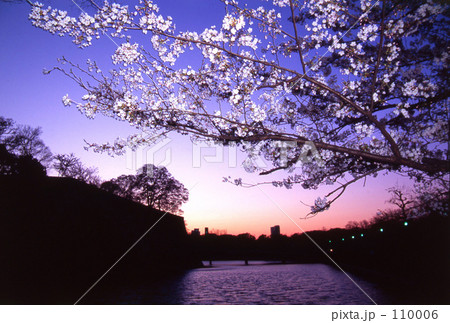 夕暮れの桜 夕暮れの桜 110006