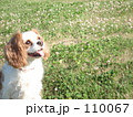110067
