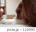 たそがれ 110095