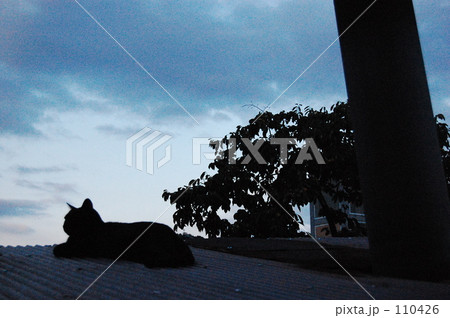 猫と空 110426