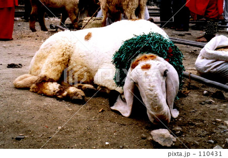 祭りの生け贄 110431