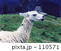 リャマ リャマ 110571
