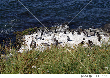 ペリカンと鴎 110676