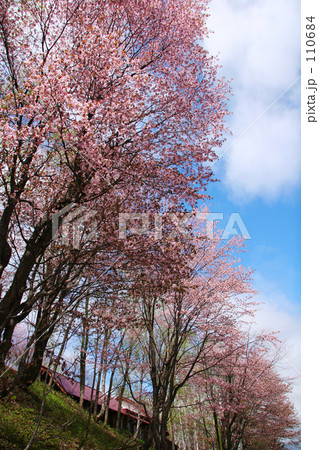 塩狩峠桜景 110684
