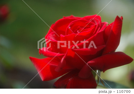 ばら＿１０ 110700