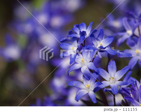 グローリー・オブ・ザ・スノー 111155