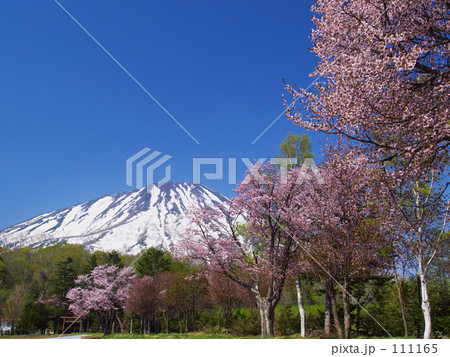 羊蹄山と桜 111165