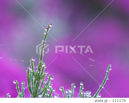 クモの巣と水滴 111179