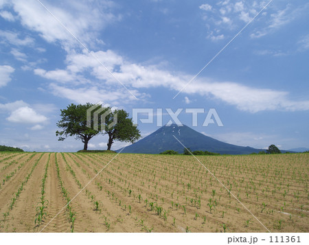 春の畑 春の畑 111361